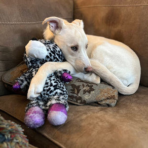 Meet your Posher, Joey